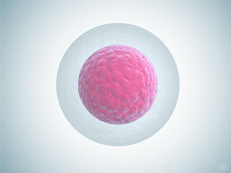 满足什么条件能促排卵？促排卵的成功率高吗插图