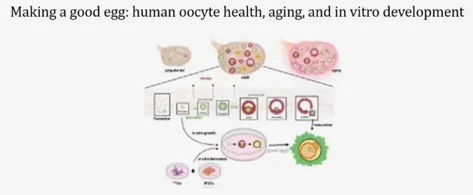 做完宫腔镜再做试管移植，大概要花多少钱