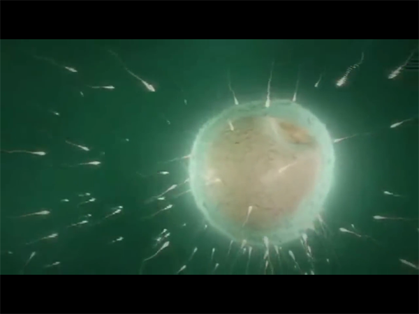 2024广州宫腔镜检查手术要多少钱？哪里做宫腔镜检查手术好插图1