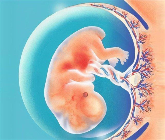 如何从孕囊形状看生男女？孕囊形状看男女的准确性怎么样插图1