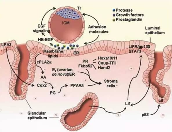怀孕八个多月查出宫腔粘连，我该怎么办