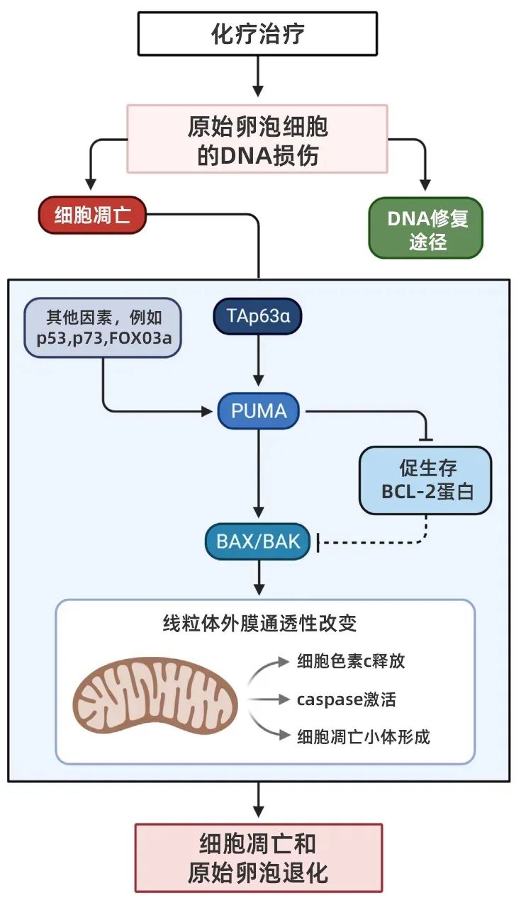 保定哪些医院能做宫腔粘连手术