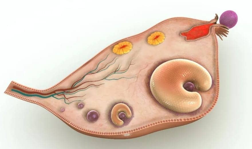 子宫有疤痕，还能要二胎吗？