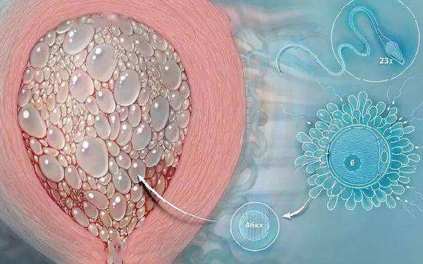 孕来美助孕机构做三代试管费用全解析：从检查到移植多少钱？