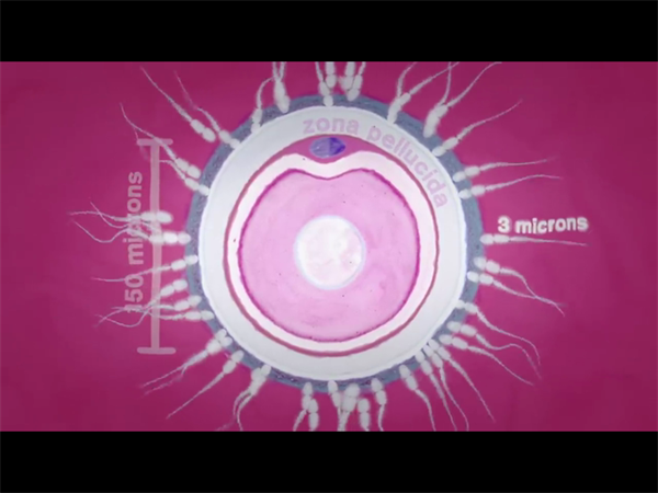 江苏人民医院试管婴儿费用明细（2025版），一次说清！