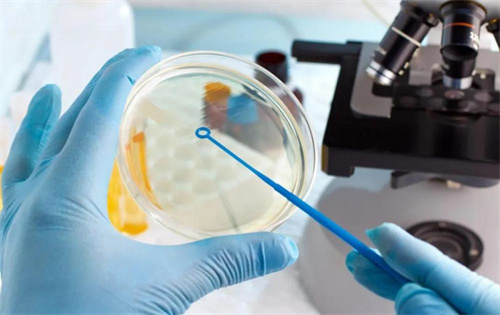 短方案促排后移植什么胚胎好？鲜胚和冻胚哪个成功率更高